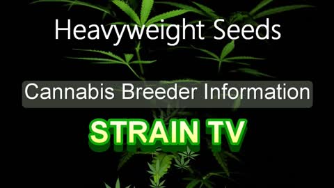 Heavyweight Seeds - Cannabis Strain Series - STRAIN TV