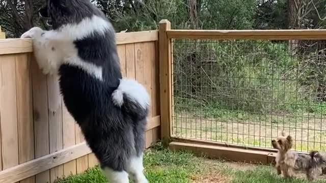 Dog Talkin