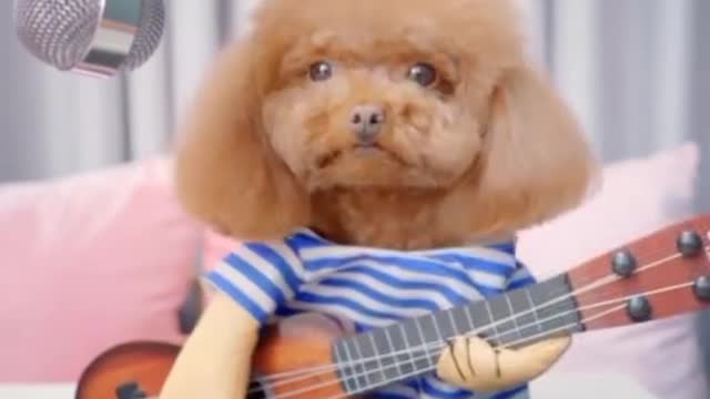 Cute Talented Pets compilation . So adorable !