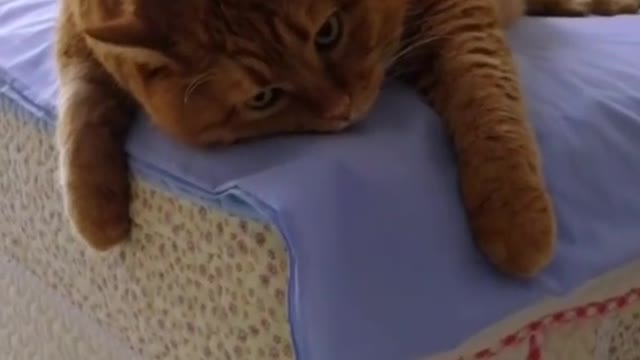 FunnyPetsToday,Funny Cat You Might Never See Before, part77