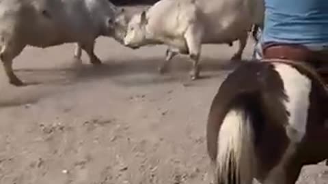 Dogs Work Battling Bull Cows
