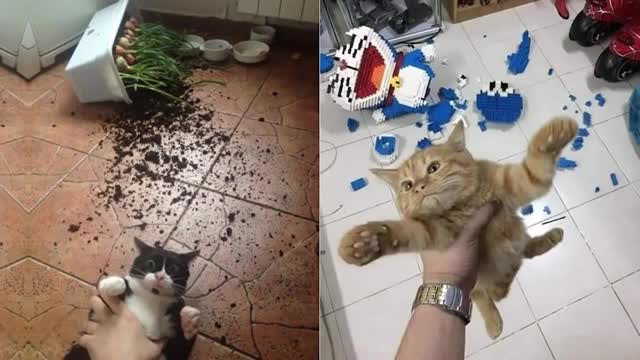 Owners are crying and you are laughing𤣠Most funny and troublemaking pet