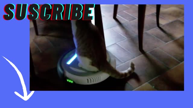 cat riding the robot vacuum cleaner