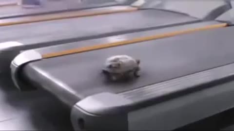 Turtles are not slow