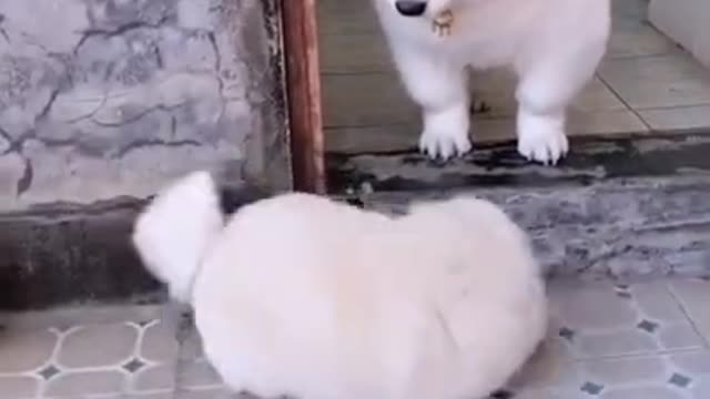 Funny dogs