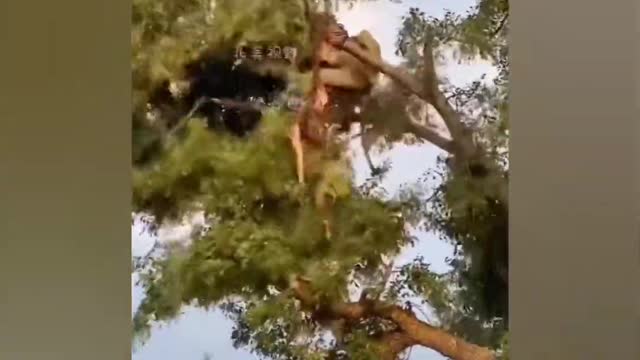 Lion vs tiger fight