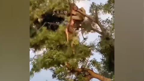 Lion vs tiger fight