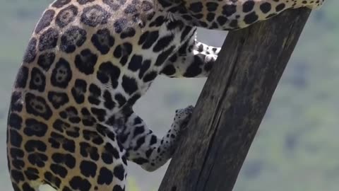 Leopard in search of food