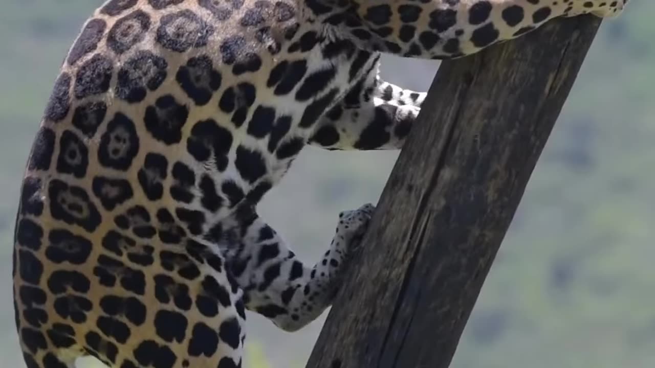 Leopard in search of food