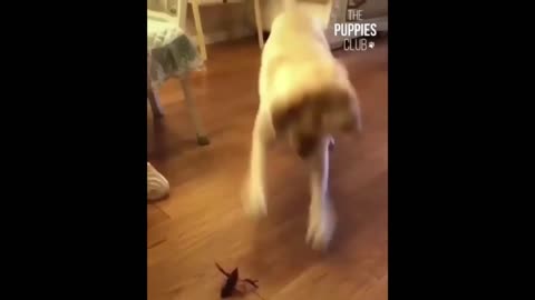 Cute Labrador playing with crawfish 😂