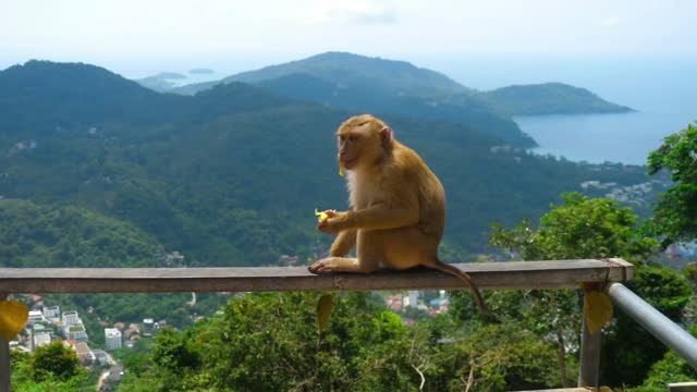 Why did human evolution succeed and monkeys stay still.