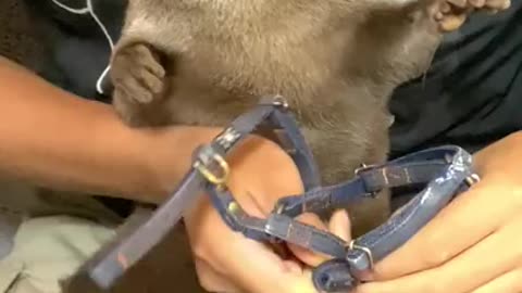 Caiman Attacks Family Of Otters | Wild Brazil