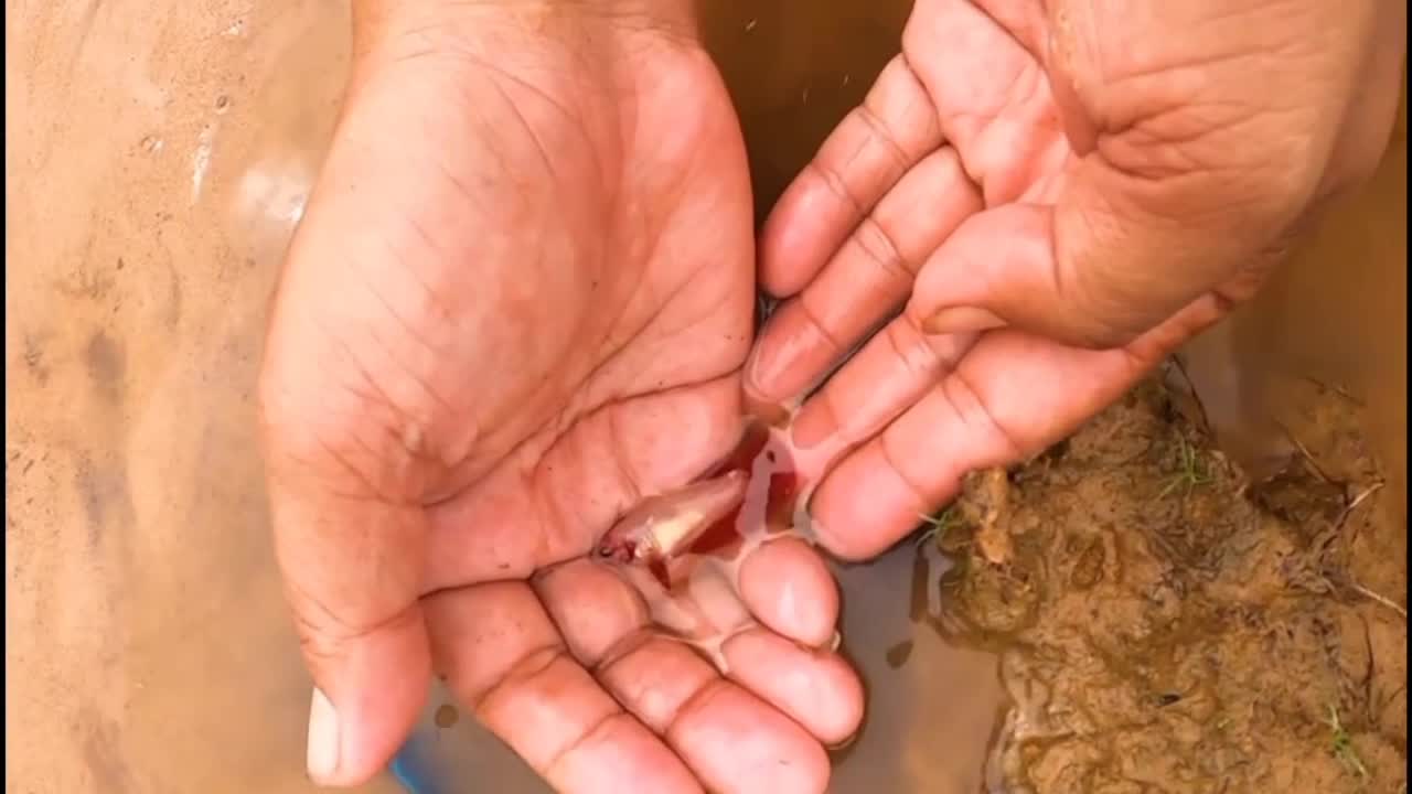 Fish Hunting