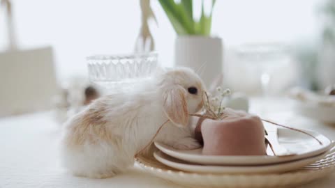 Rabbit Fun