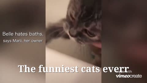 Probably the best talking cats you've ever seen!😂
