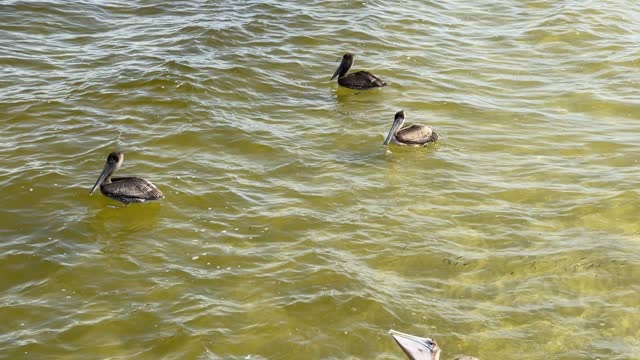 Freely pelicans