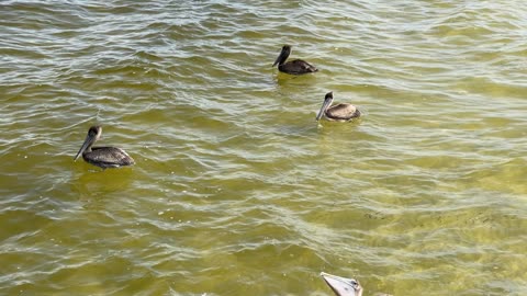 Freely pelicans