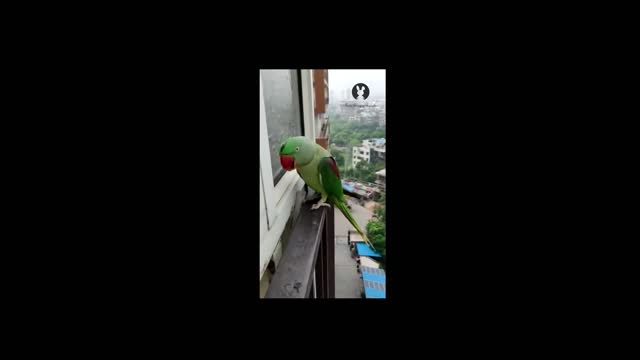 Talking Parrot Calling Mummy in Lockdown / Говорящий попугай зовет маму