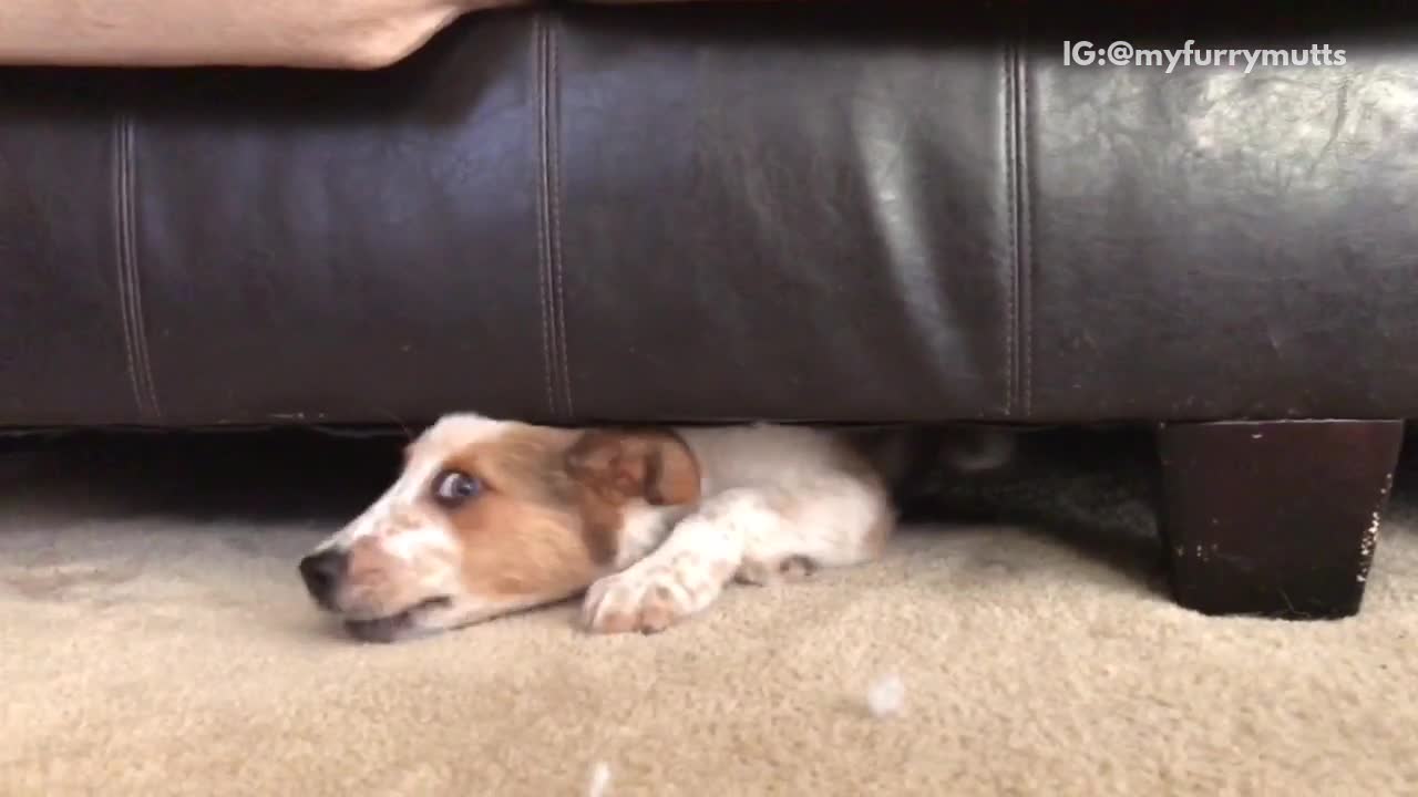 Brown dog stuck under sofa and barking to owner