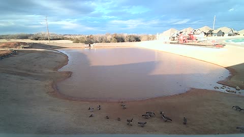 The Pond