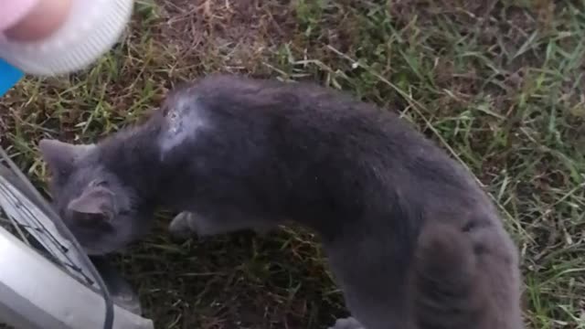 A stray cat in the playground