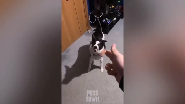 BEST OF -2022- TOP FUNNY _PET_ VIDEOS try not to laugh