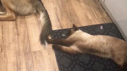 Cat teases dog