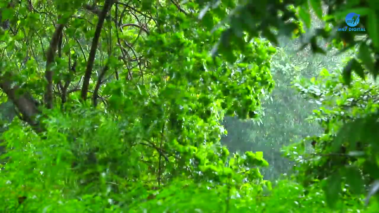 Beautiful Rain Raining Scenery & Nature Video || Beautiful Rain video || HD, 4K