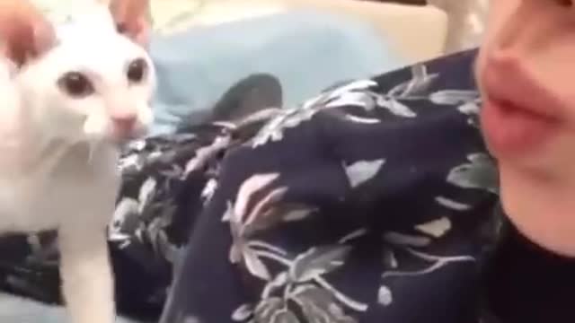 So Cute Cats Best Funny Cat Videos 2022