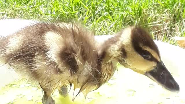 Duckling Eating