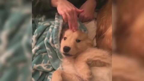 The golden retriever can't get up, and makes a lazy sound