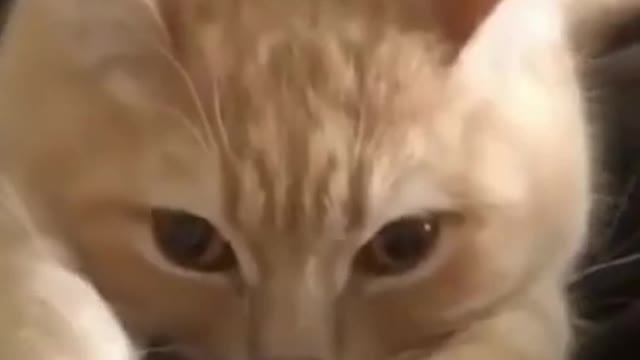 Cat funny dance on bed