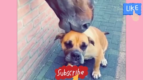Animals Funny #1