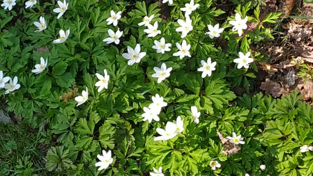 Wood anemone