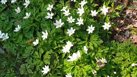 Wood anemone