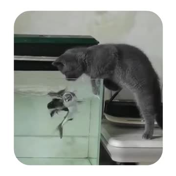 Cat vs fish