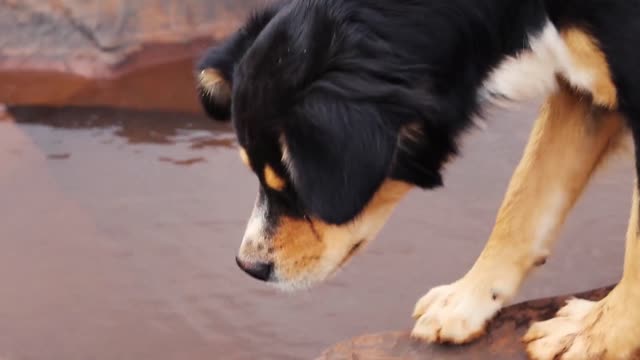 funny video of dog 2021 | funny video dog | funny dog v ideo