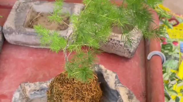 Needle-pointed small tree pot