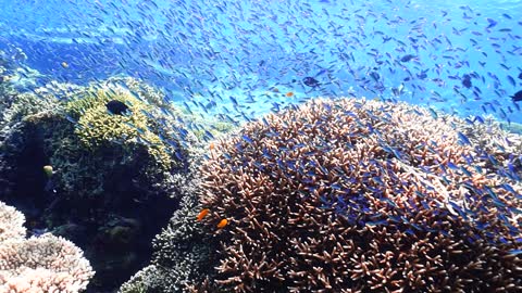 Colorful coral fish colony on sea floor