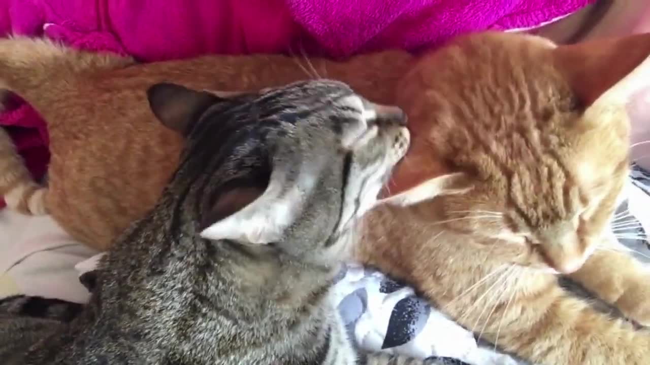 5-minute Video - Cats in Love - When Cats Fall in Love