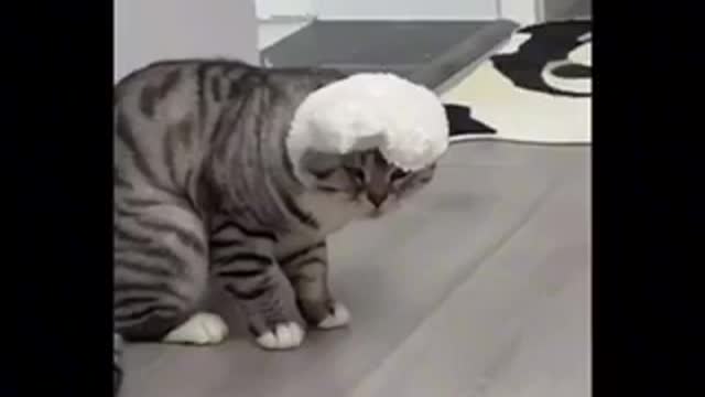 Evil cat