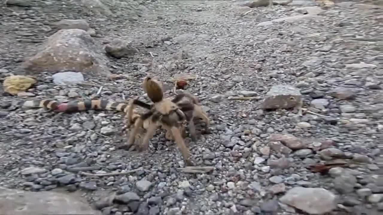 Tarantula VS Snake