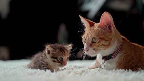 mother cat kitten