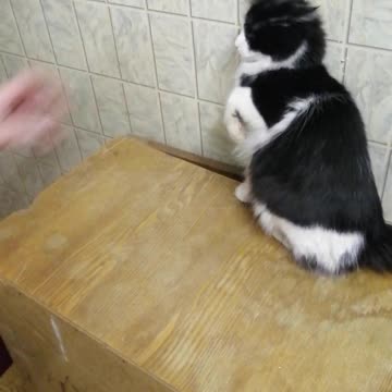 We play with a beautiful cat.