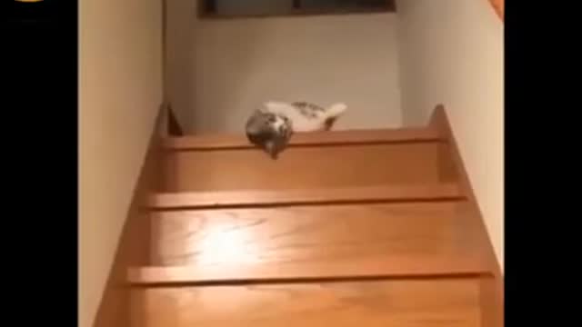 Funny Cat Cleaning Face