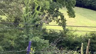 Hawk / NW NC North Carolina Appalachia God’s country ❤️ ✝️ 🇺🇸