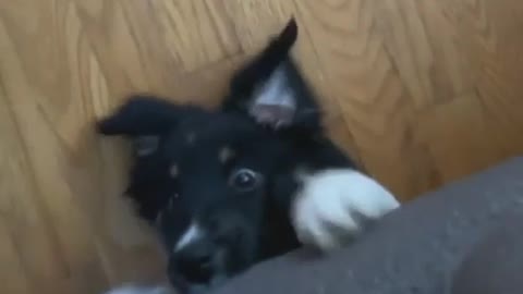 Funny Goofy Dog