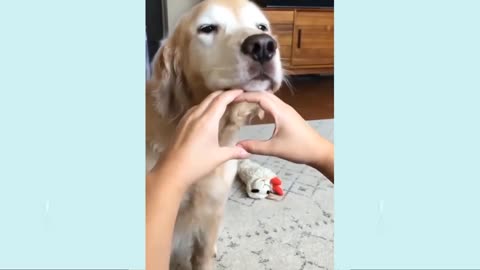 Cute Puppies 😍 Cute Funny and Smart Dogs Compilation 6 | Cute Buddy
