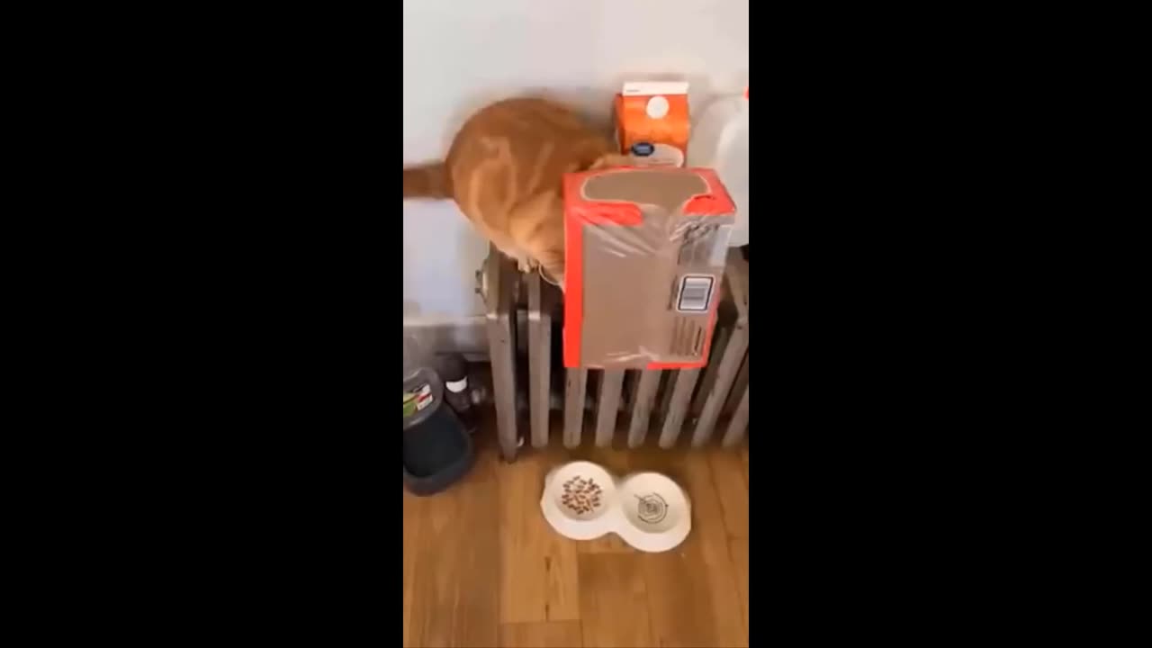 Funniest Cats And Dogs Videos