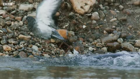 The Fish That Hunts Pigeons | Planet Earth II | BBC Earth